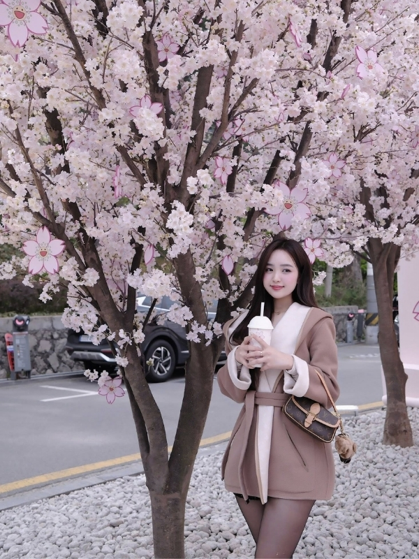 Dạo xuân cùng hoa anh đào nở rộ